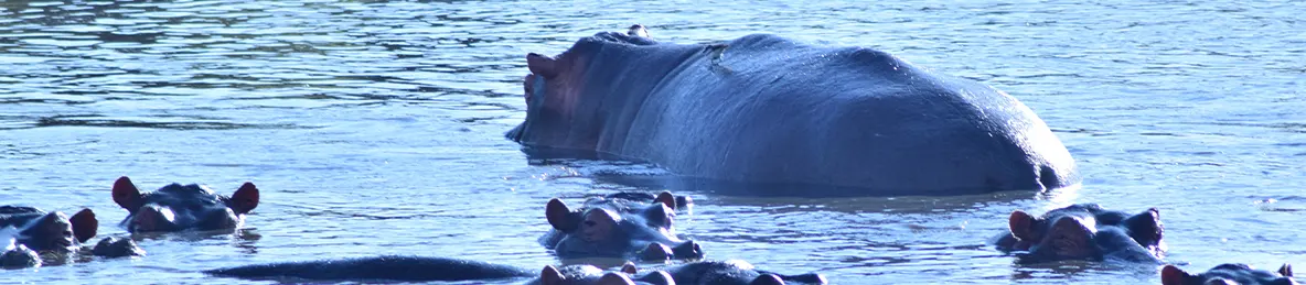 Serengeti National Park - Central