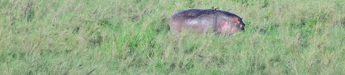 Serengeti National Park - Central