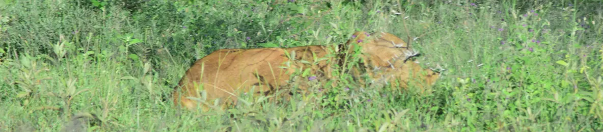 Serengeti National Park - Central