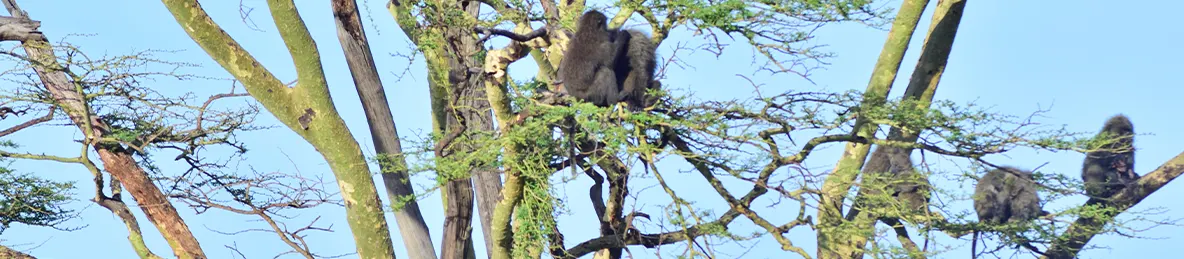 Serengeti National Park - Central