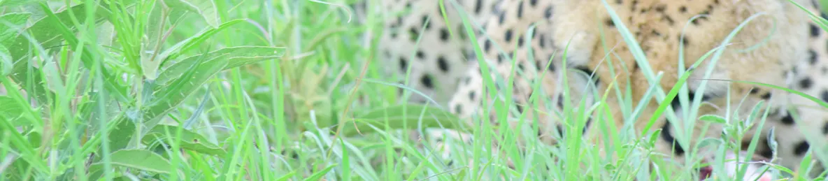 Serengeti National Park - Central