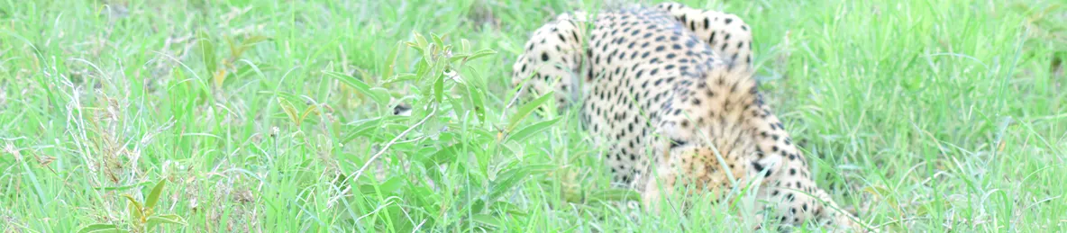 Serengeti National Park - Central