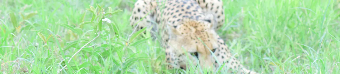 Serengeti National Park - Central