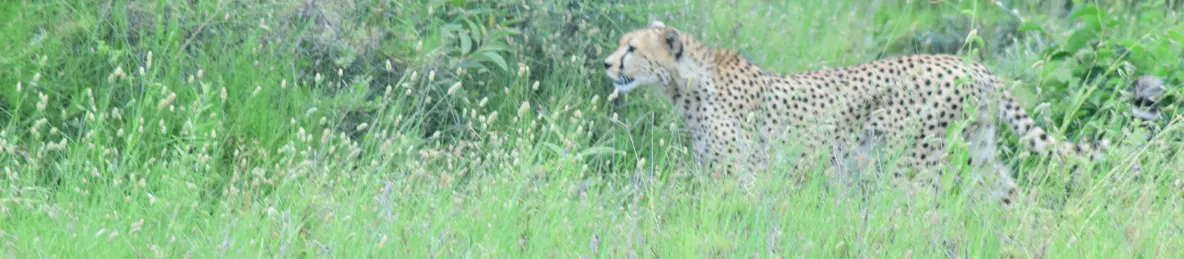Serengeti National Park - Central