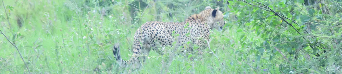 Serengeti National Park - Central