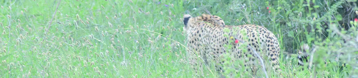 Serengeti National Park - Central