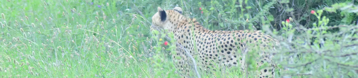 Serengeti National Park - Central