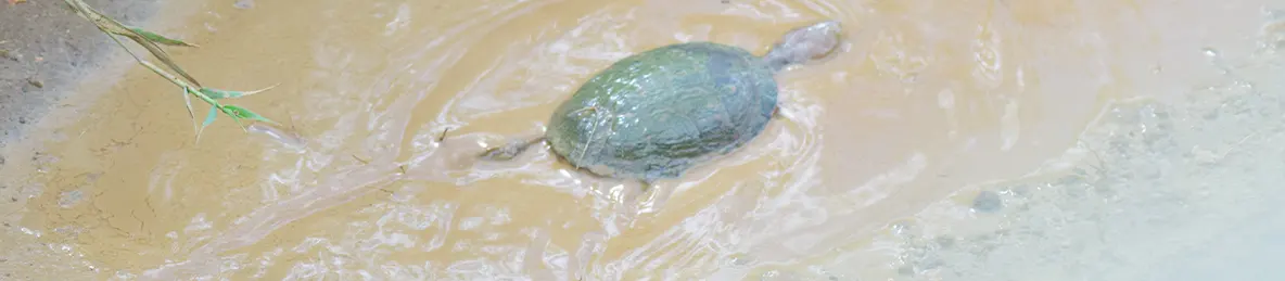 Serengeti National Park - Central