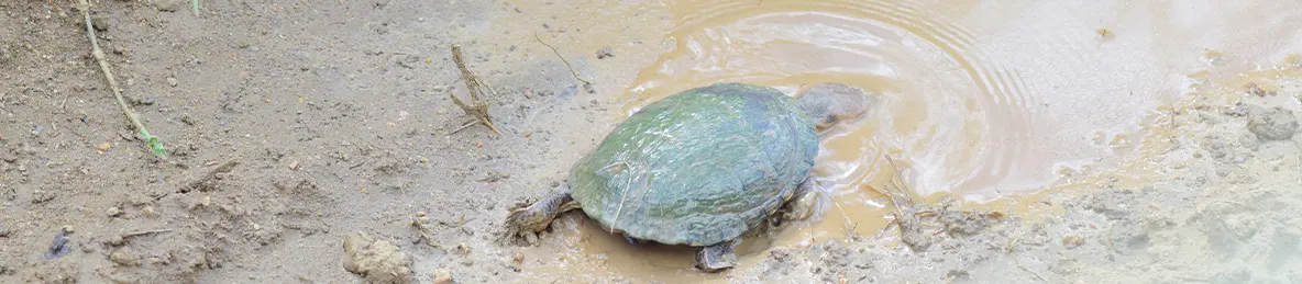 Serengeti National Park - Central