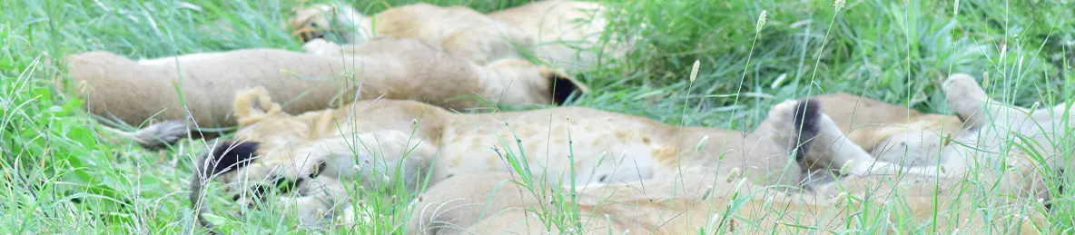 Serengeti National Park - Central