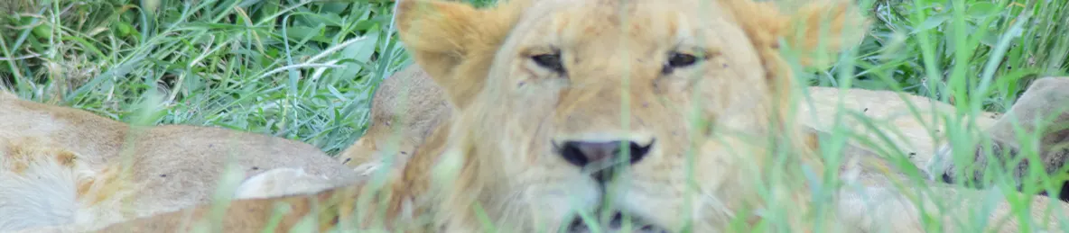 Serengeti National Park - Central