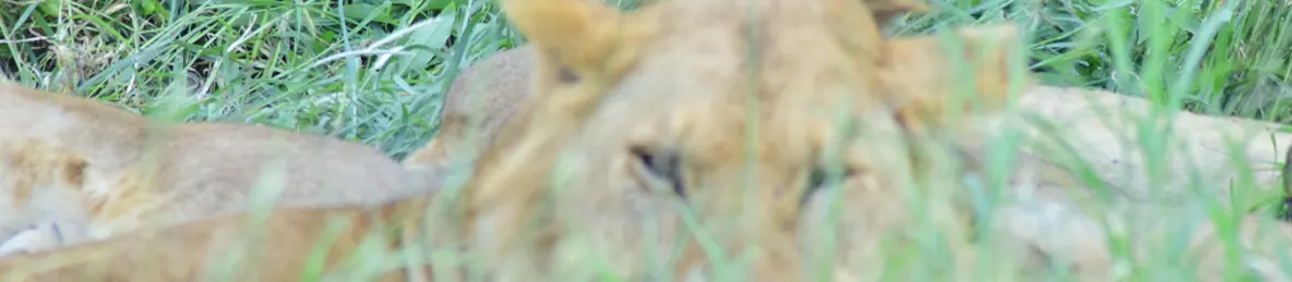 Serengeti National Park - Central