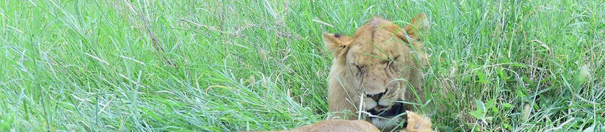 Serengeti National Park - Central