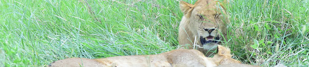 Serengeti National Park - Central