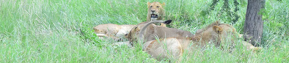 Serengeti National Park - Central