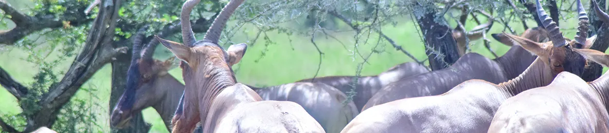 Serengeti National Park - Central