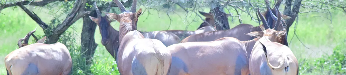 Serengeti National Park - Central