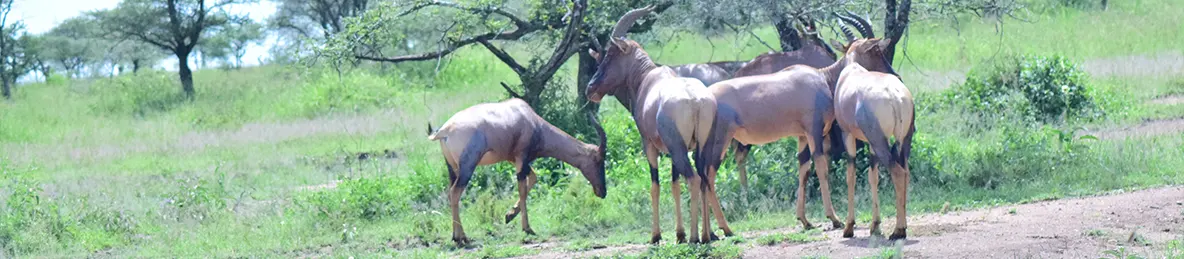 Serengeti National Park - Central