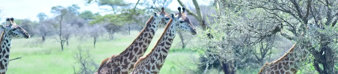 Serengeti National Park - Central