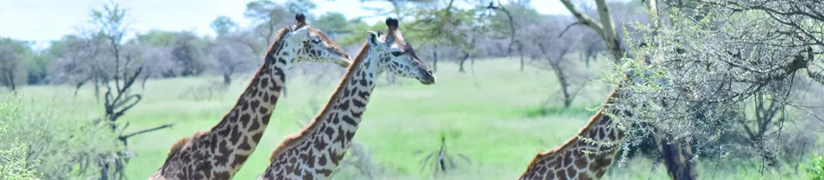 Serengeti National Park - Central