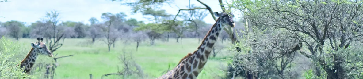 Serengeti National Park - Central