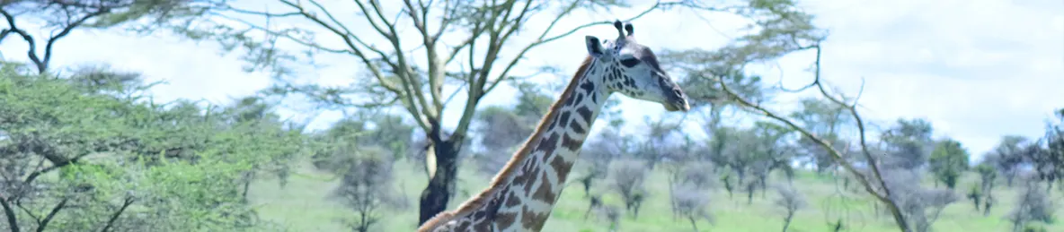 Serengeti National Park - Central