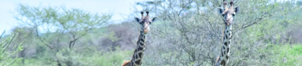 Serengeti National Park - Central