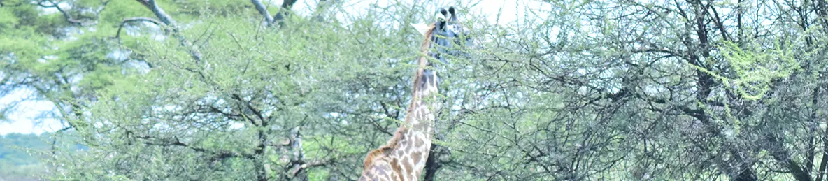 Serengeti National Park - Central