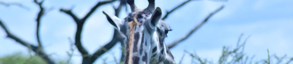 Serengeti National Park - Central
