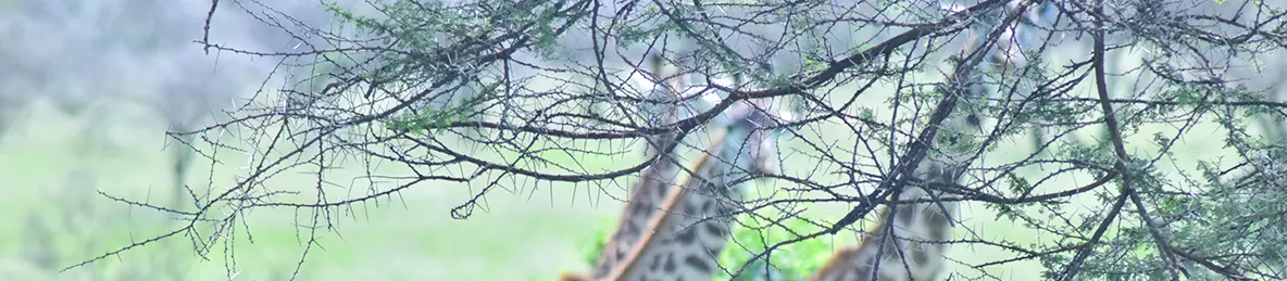 Serengeti National Park - Central