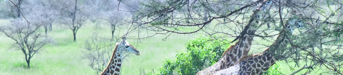 Serengeti National Park - Central