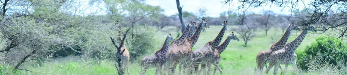 Serengeti National Park - Central