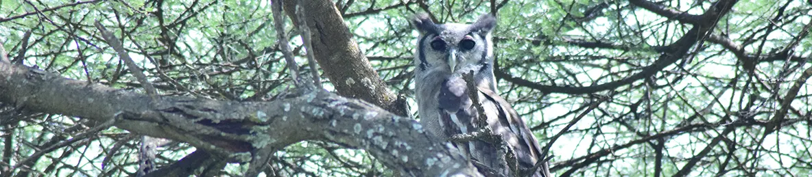 Serengeti National Park - Central