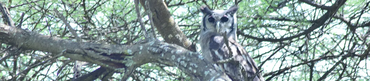 Serengeti National Park - Central