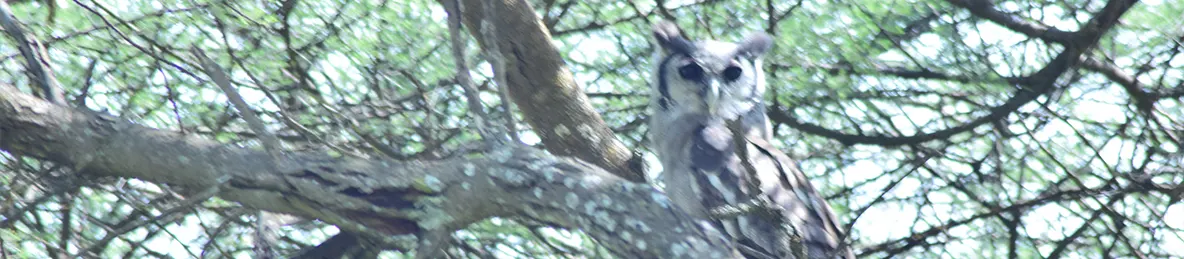 Serengeti National Park - Central
