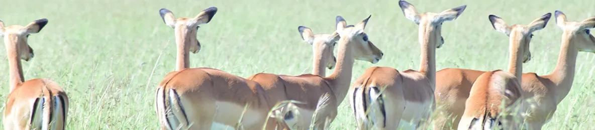 Serengeti National Park - Central