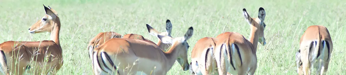 Serengeti National Park - Central