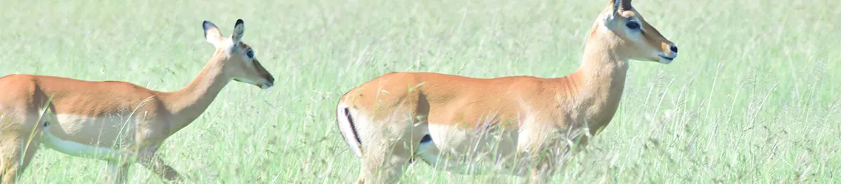 Serengeti National Park - Central