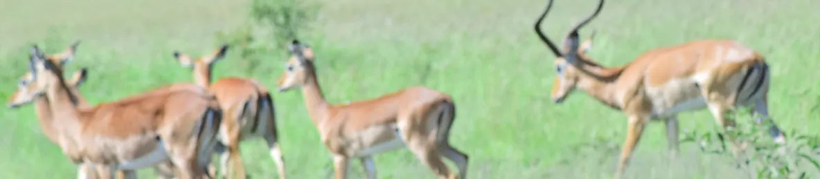 Serengeti National Park - Central