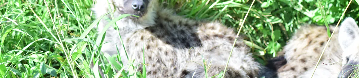 Serengeti National Park - Central