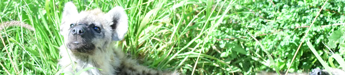 Serengeti National Park - Central