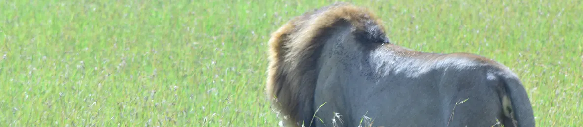 Serengeti National Park - Central