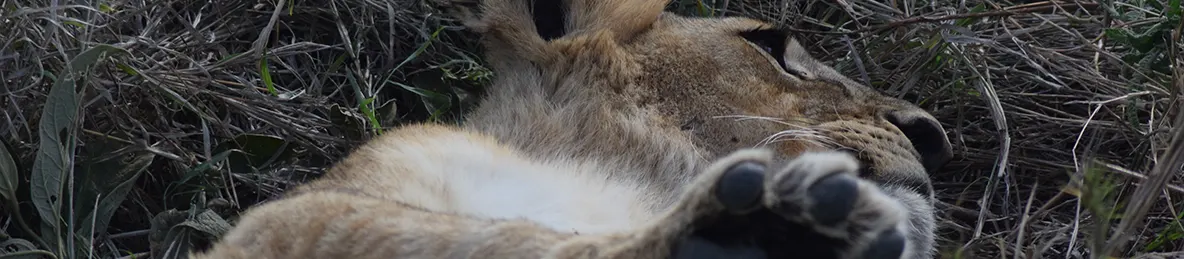 Serengeti National Park - Central