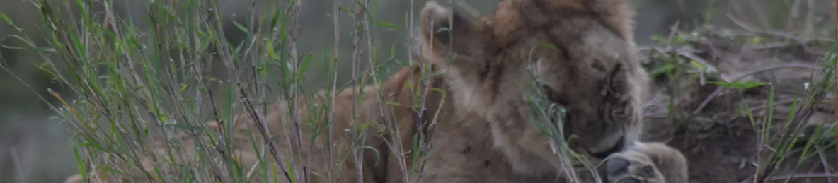 Serengeti National Park - Central