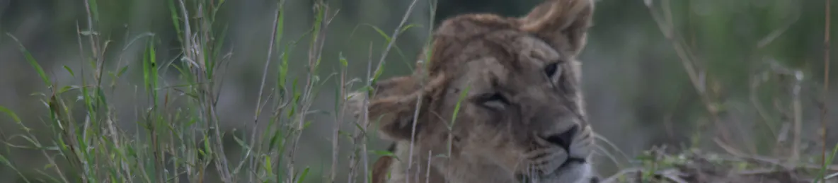 Serengeti National Park - Central