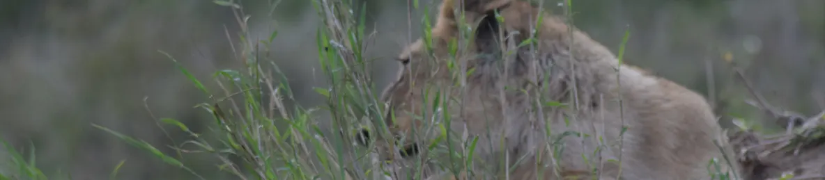Serengeti National Park - Central