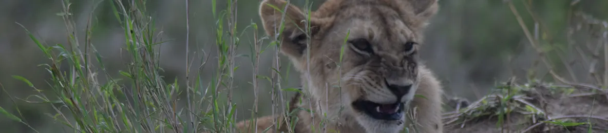 Serengeti National Park - Central