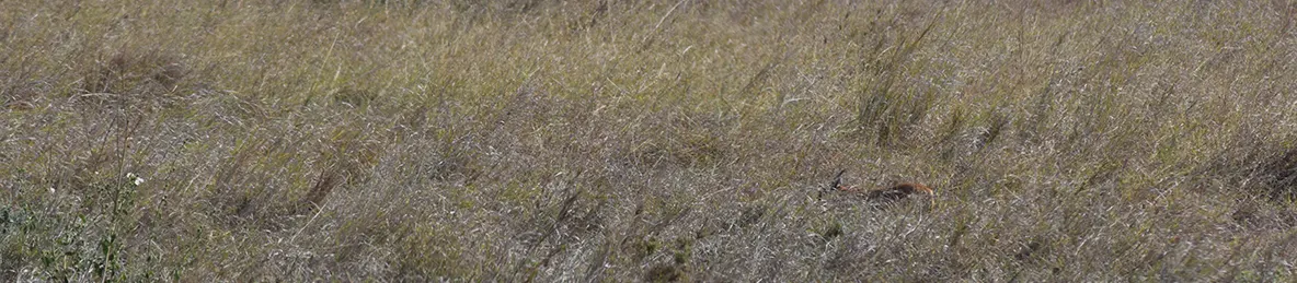 Serengeti National Park - Central