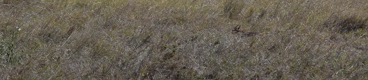 Serengeti National Park - Central