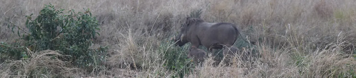 Serengeti National Park - Central